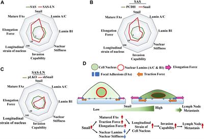 Snail Augments Nuclear Deformability to Promote Lymph Node Metastasis of Head and Neck Squamous Cell Carcinoma